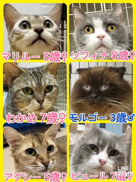 🐾今日の里親様募集中ニャンコ🐱メンバーです🐾2022,6,12【保護犬カフェ天神橋店】